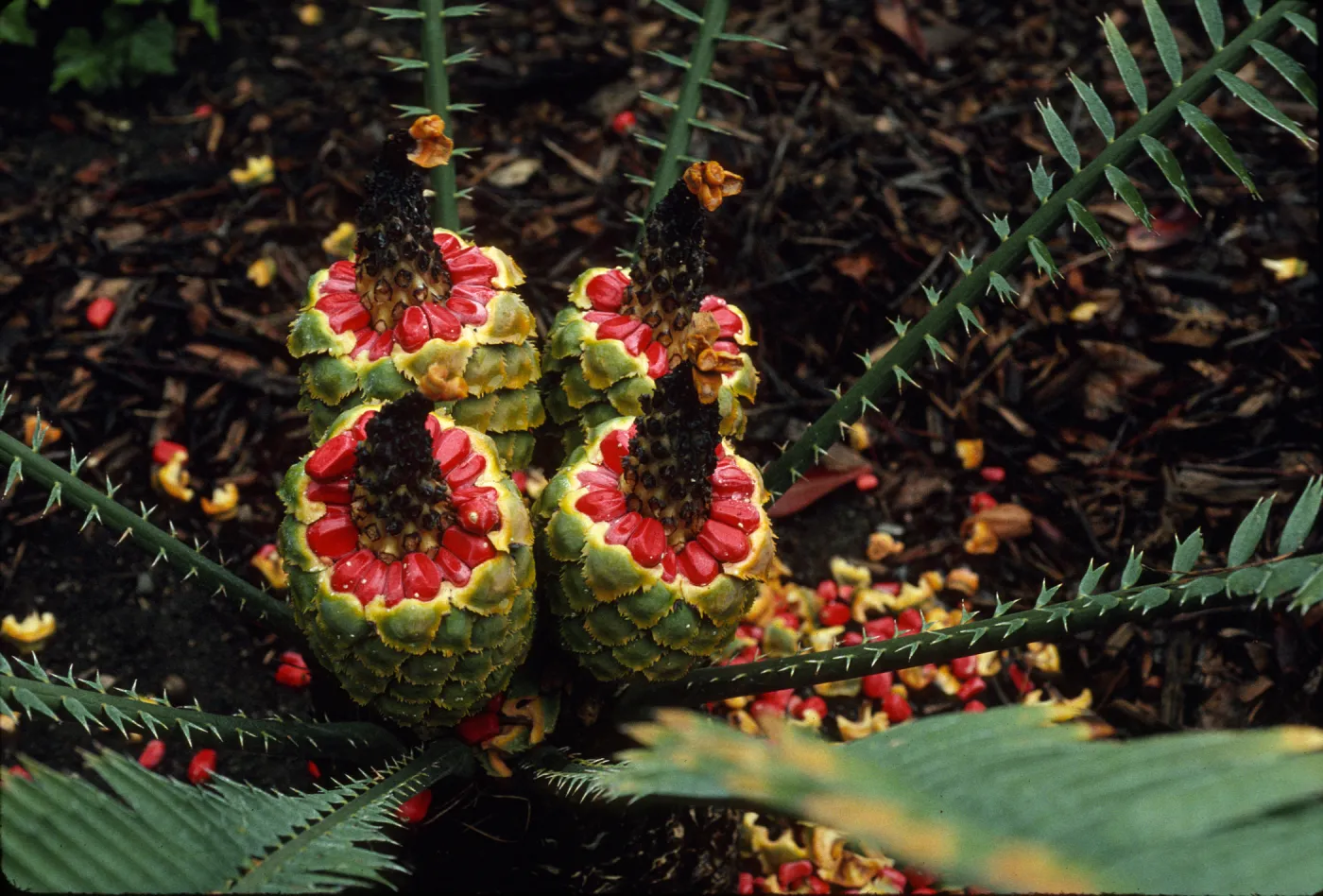 Encephalartos, female
