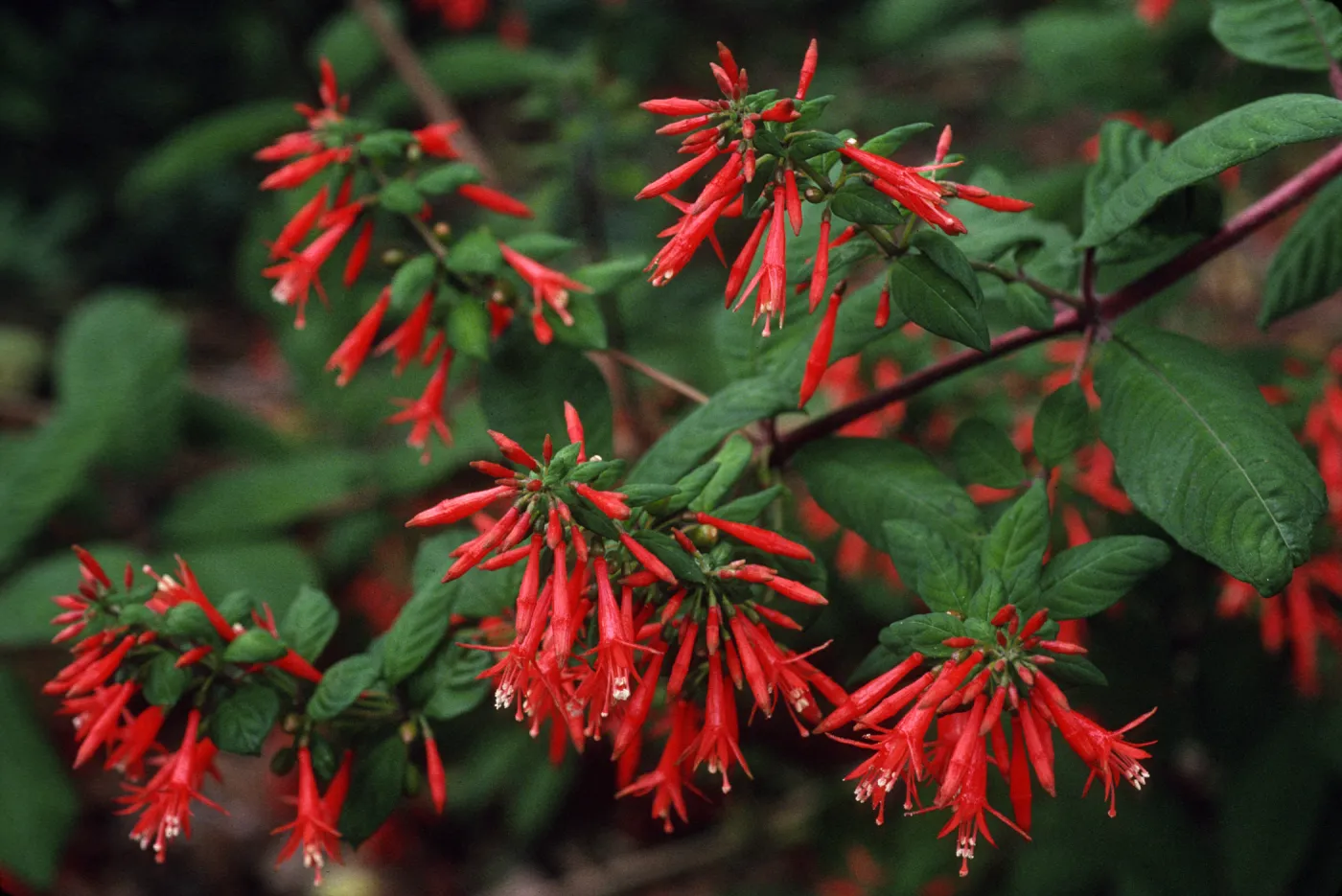 Fuchsia loxensis
