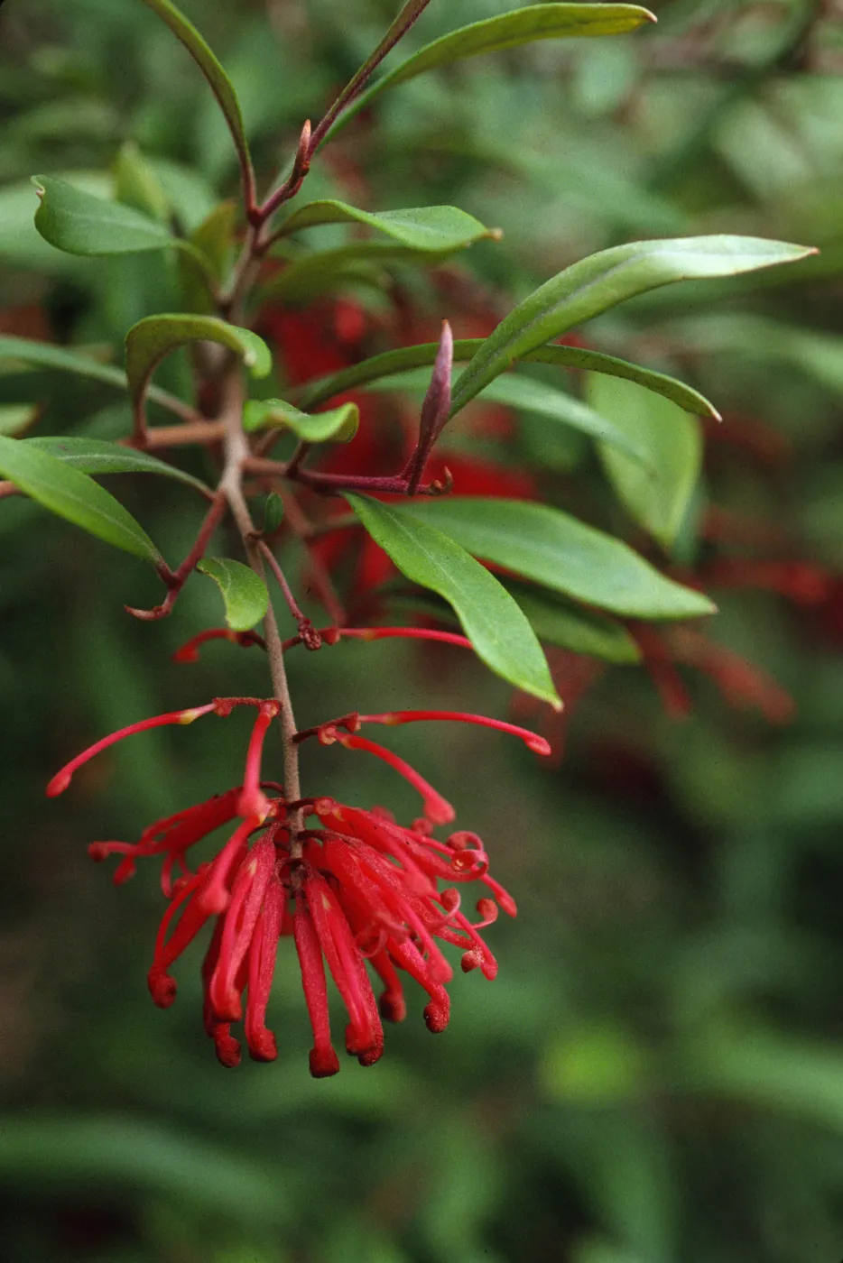 Grevillea victoriae