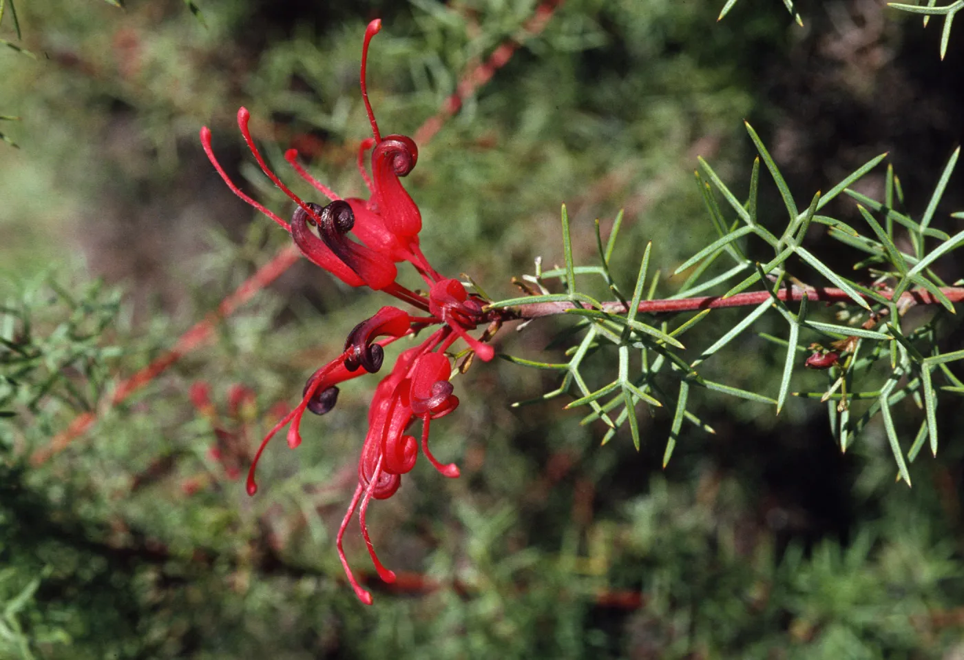 Grevillea wilsonii