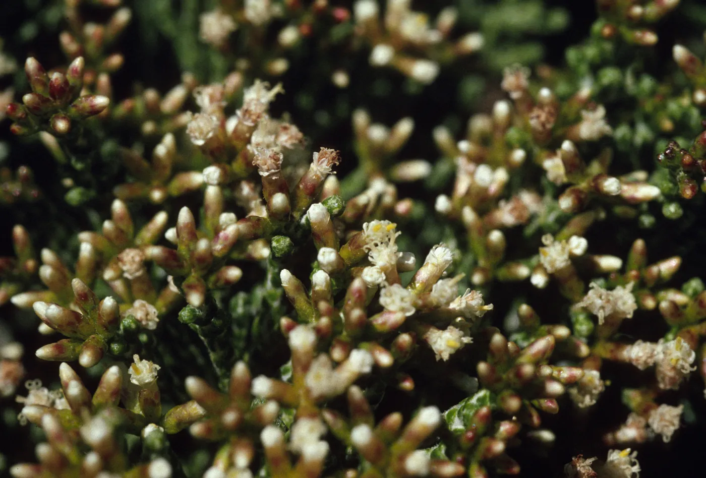 Helichrysum hookeri, hybrid?