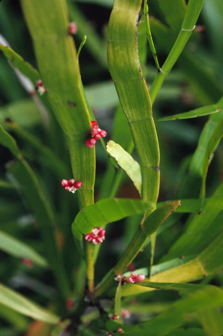 Homalocladium platycladum