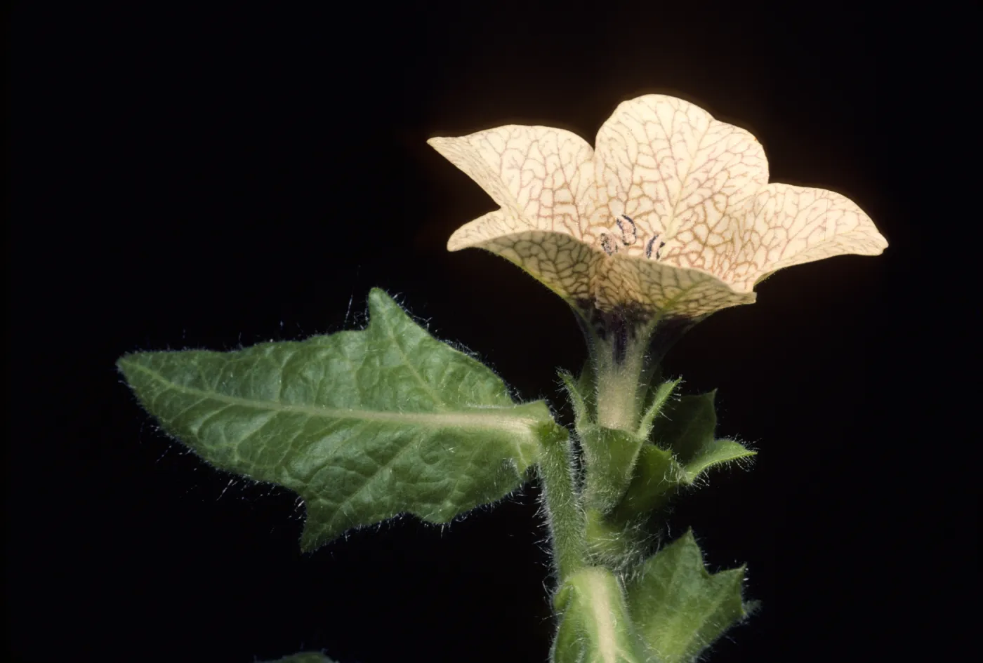 Hyoscyamus niger