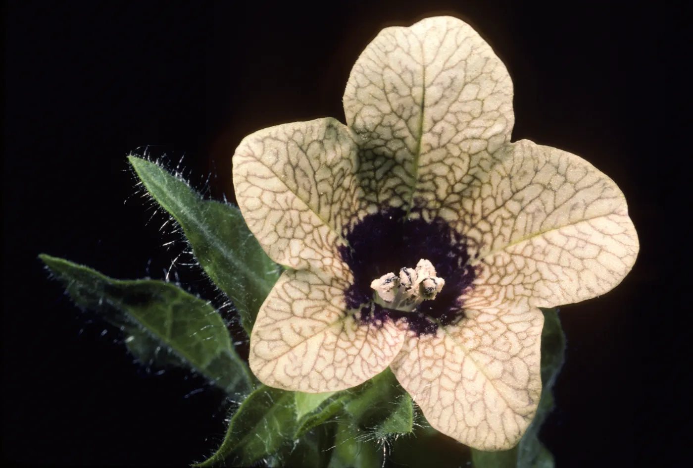 Hyoscyamus niger