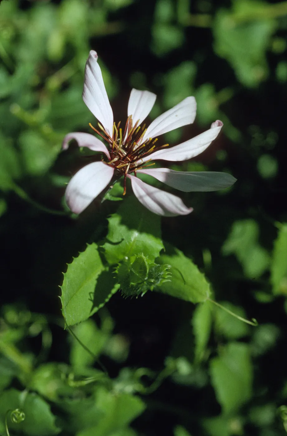 Mutisia spinosa