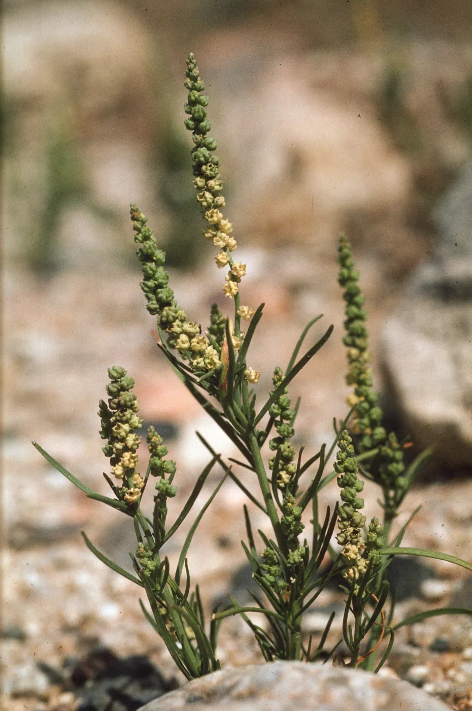 Oligomeris