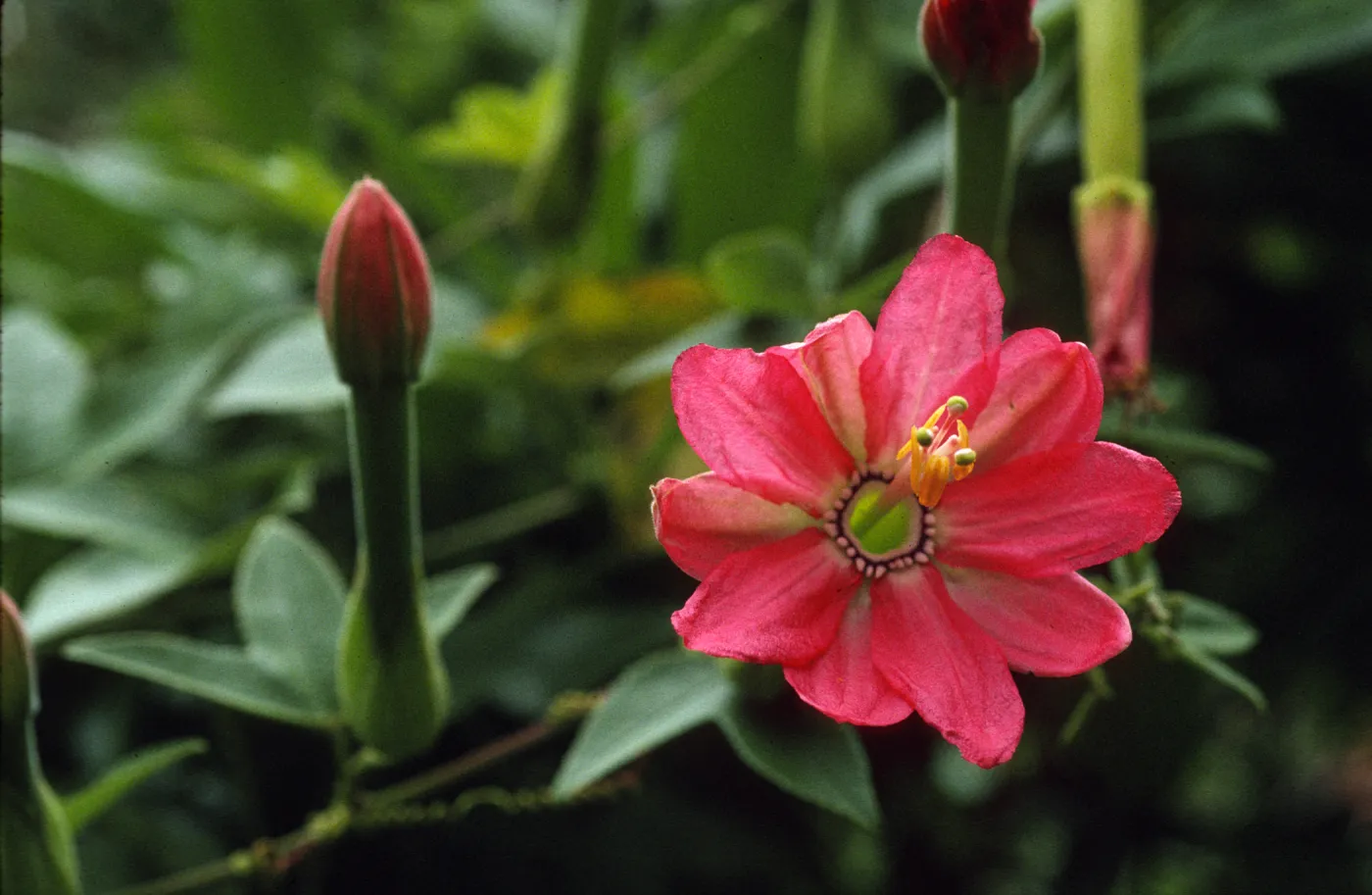 Passiflora mixta