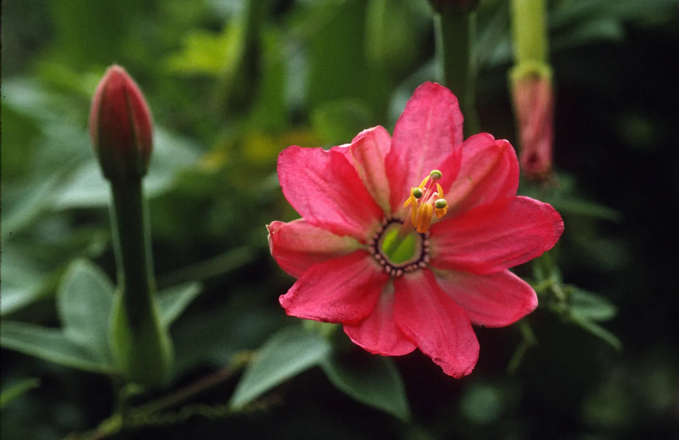 Passiflora mixta