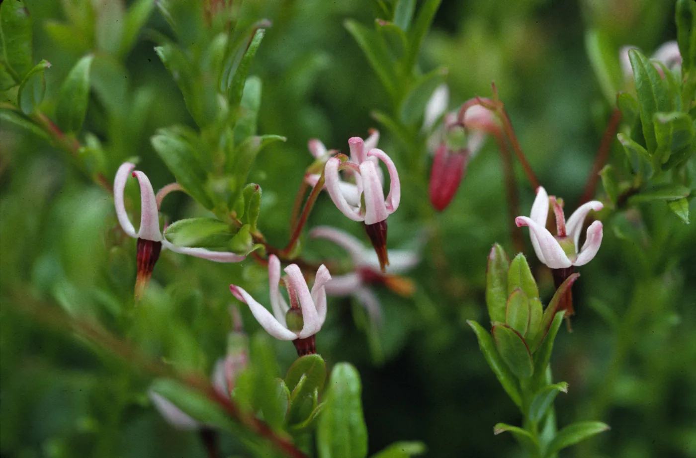 Vaccinium macrocarpon