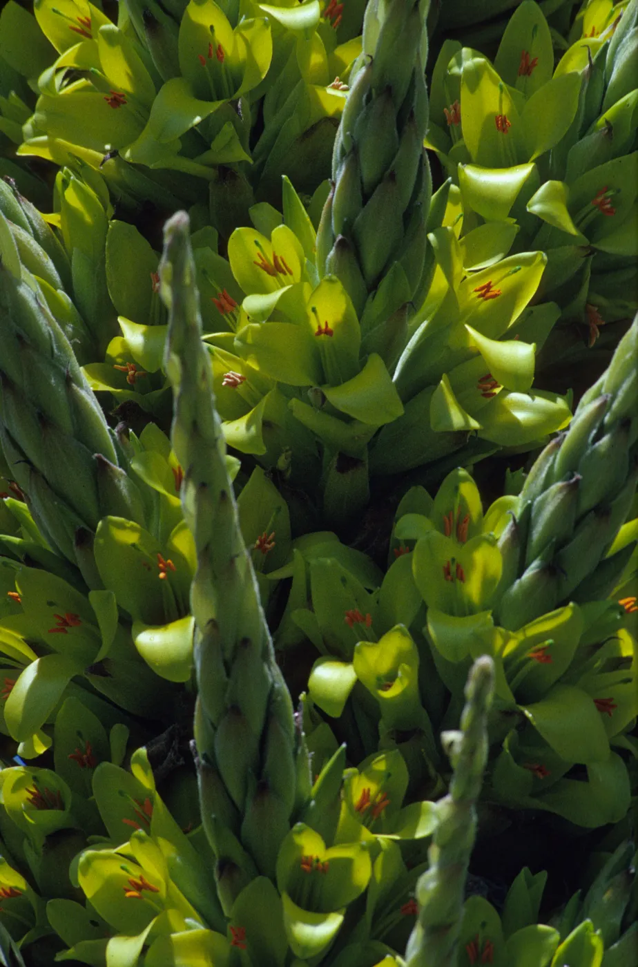 Puya chilensis