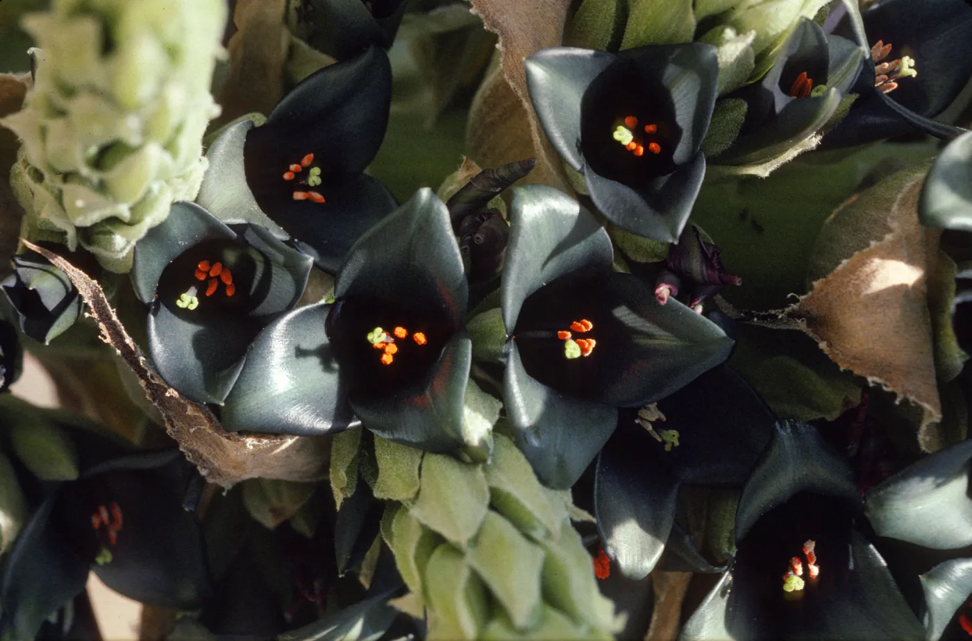Puya berteroniana