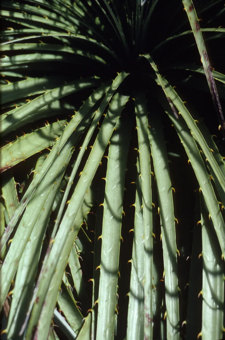 Puya berteroniana