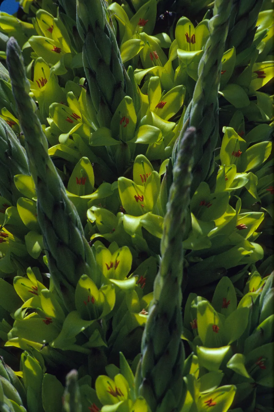 Puya chilensis