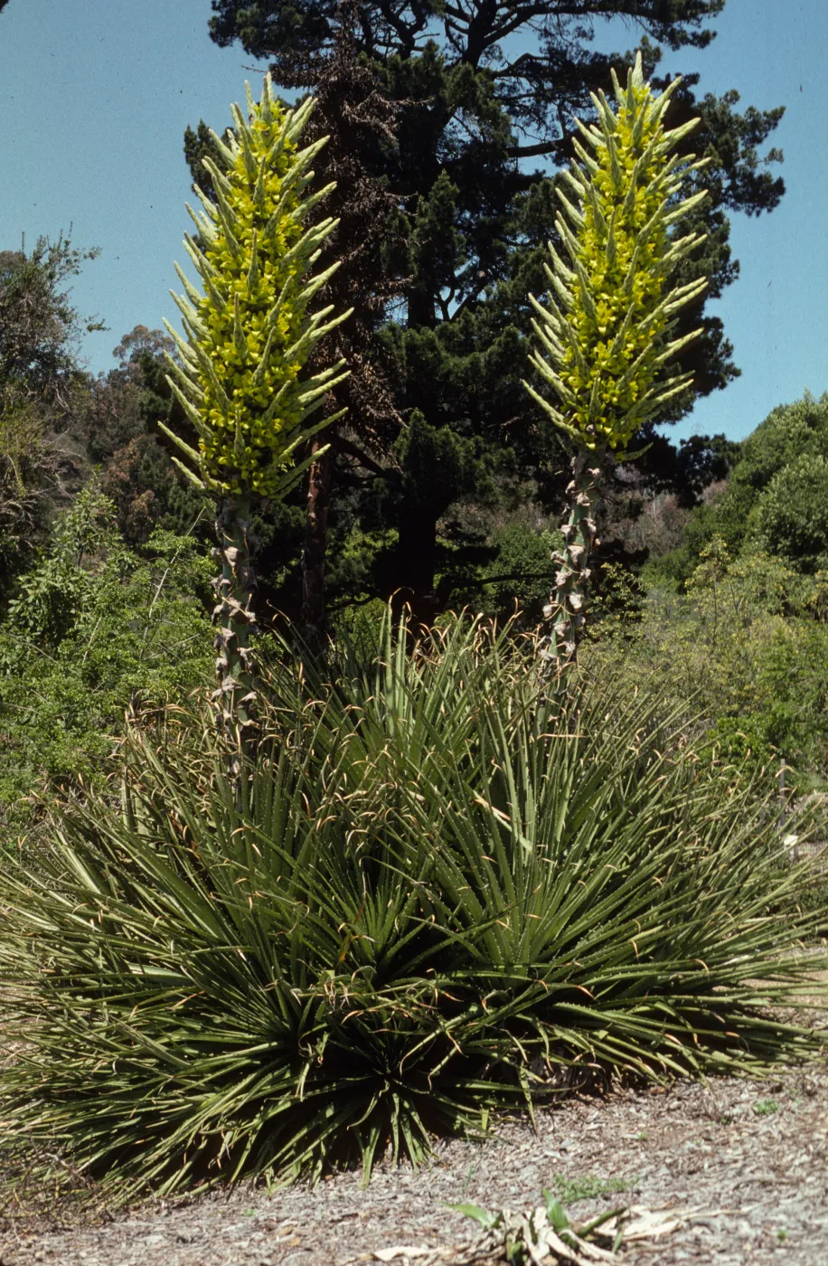 Puya chilensis
