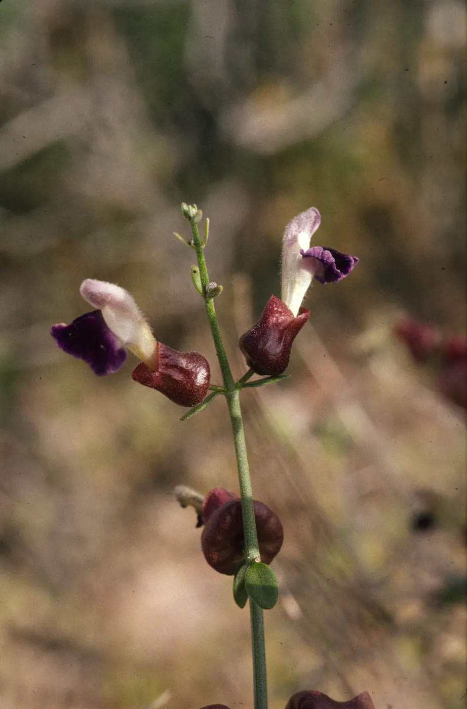 Salazaria