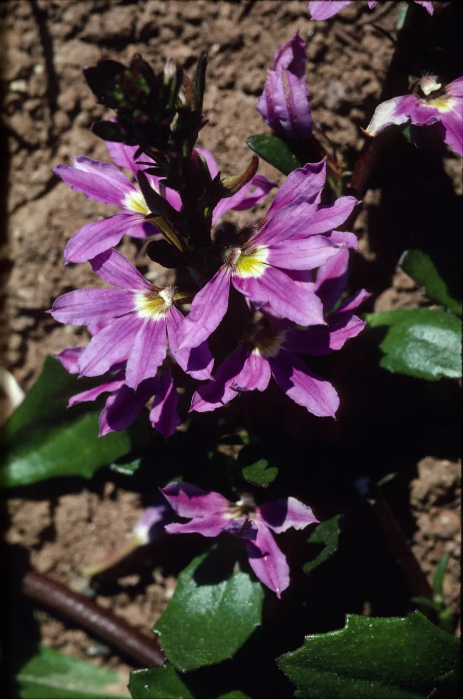 Scaevola cenula