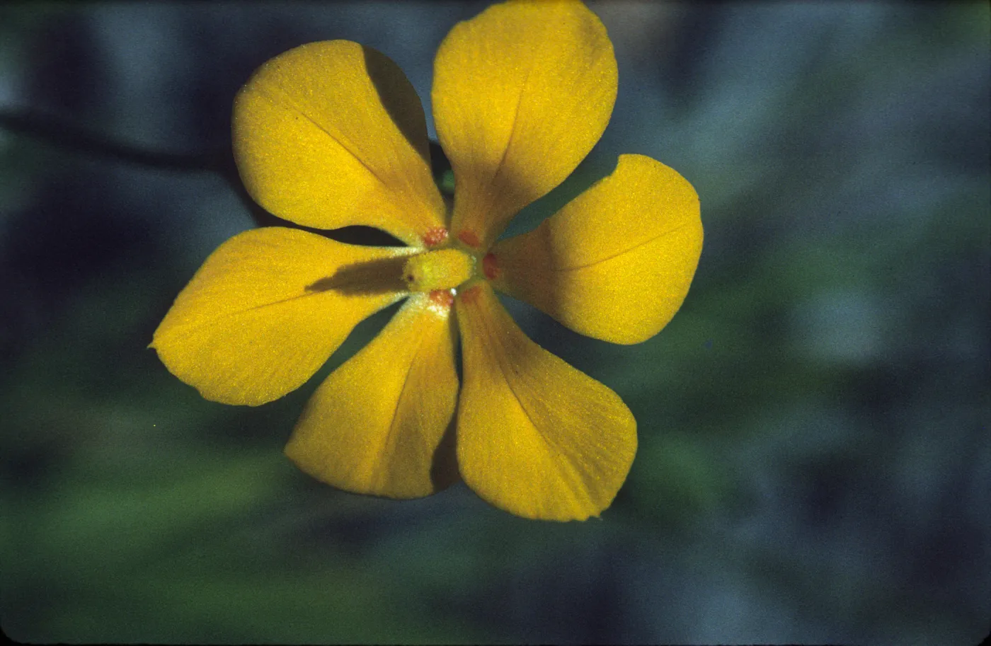 Solenomelus pedunculatus