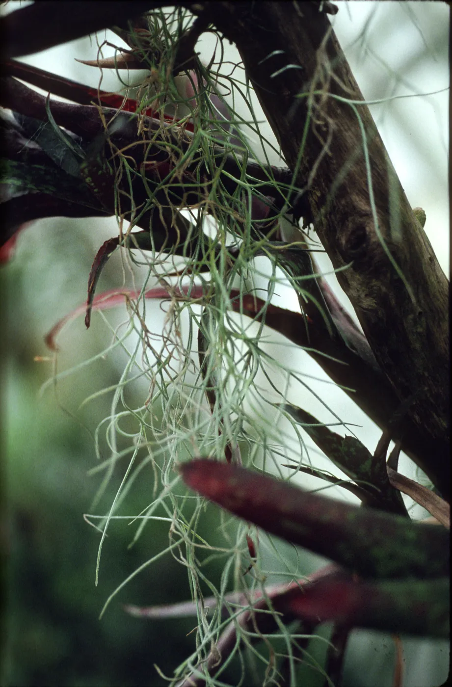 Tillandsia usneoides