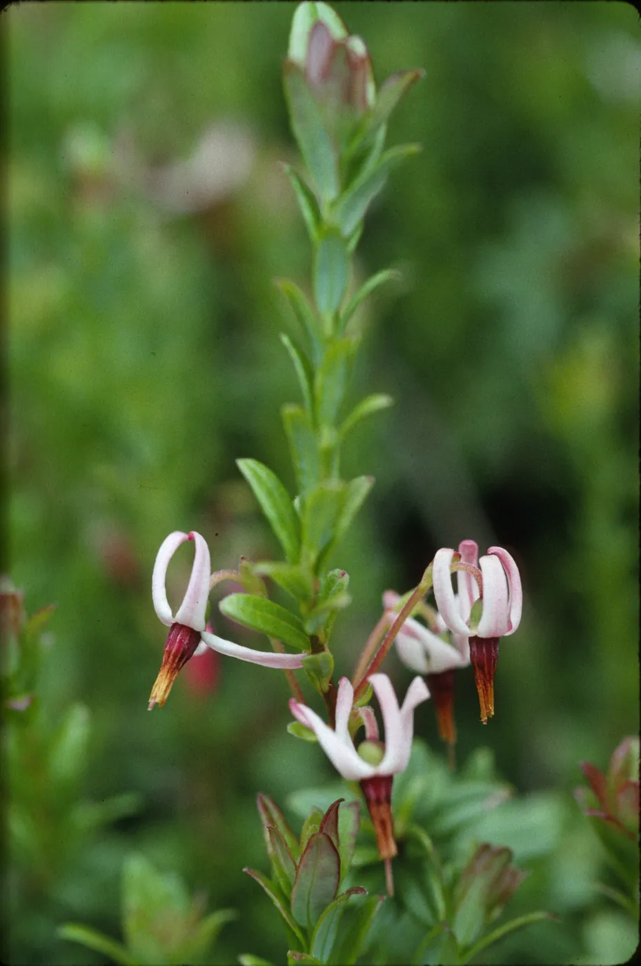 Vaccinium macrocarpon