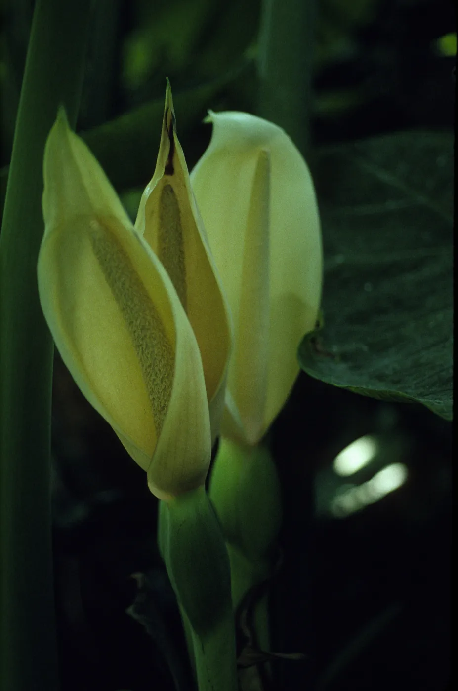 Xanthosoma