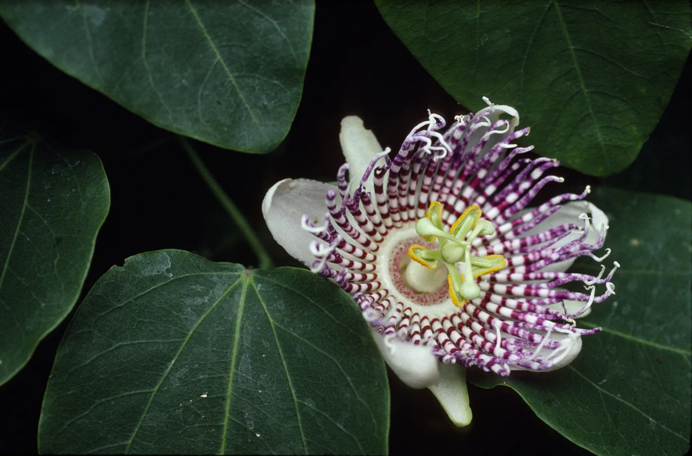 Passiflora
