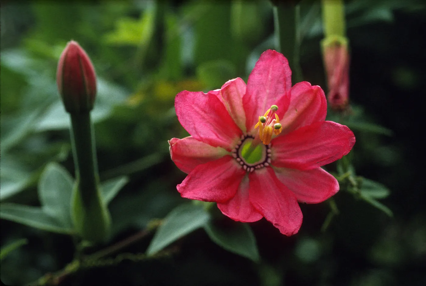 Passiflora mixta