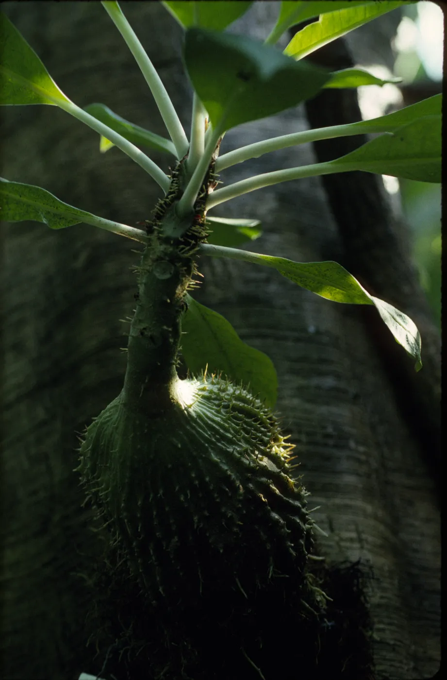 Myrmecodia platytyrea