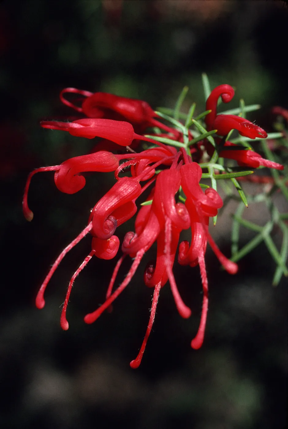 Grevillea wilsonii
