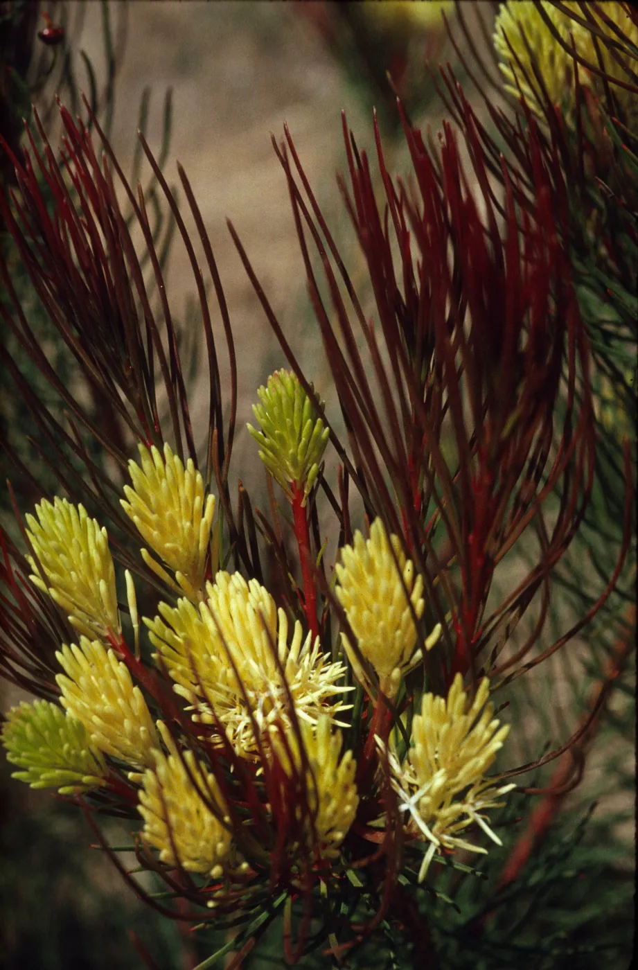 Hakea