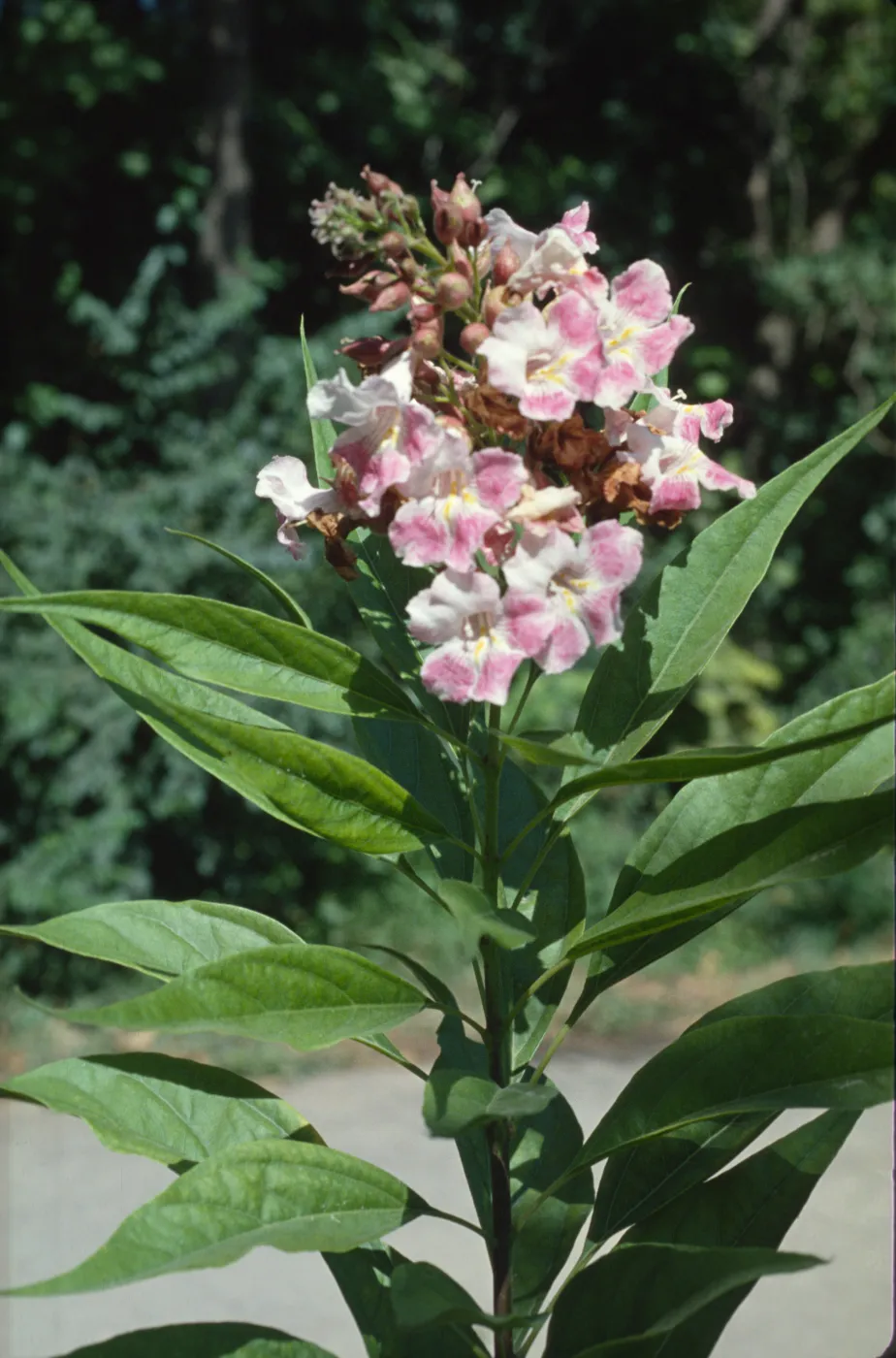 x Chitalpa tashkentensis
