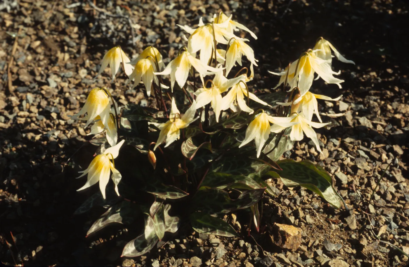 Erythronium multiscapideum