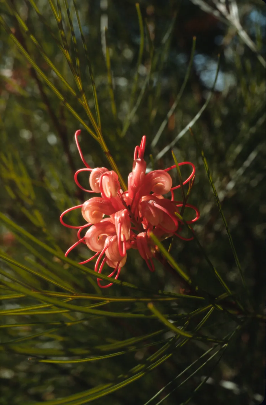 Grevillea longistyla