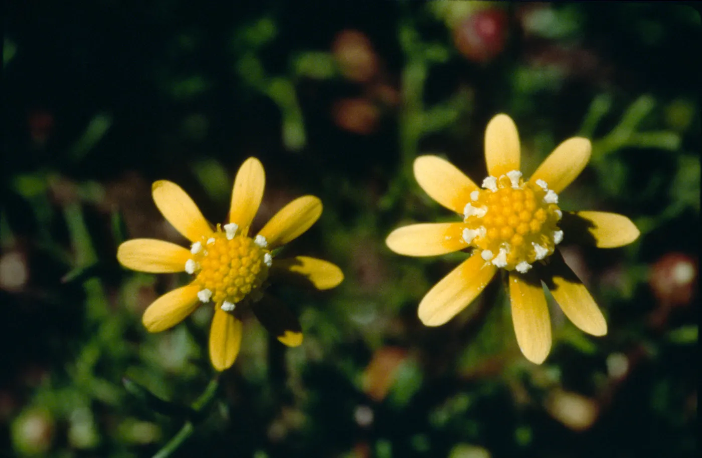 Blennosperma