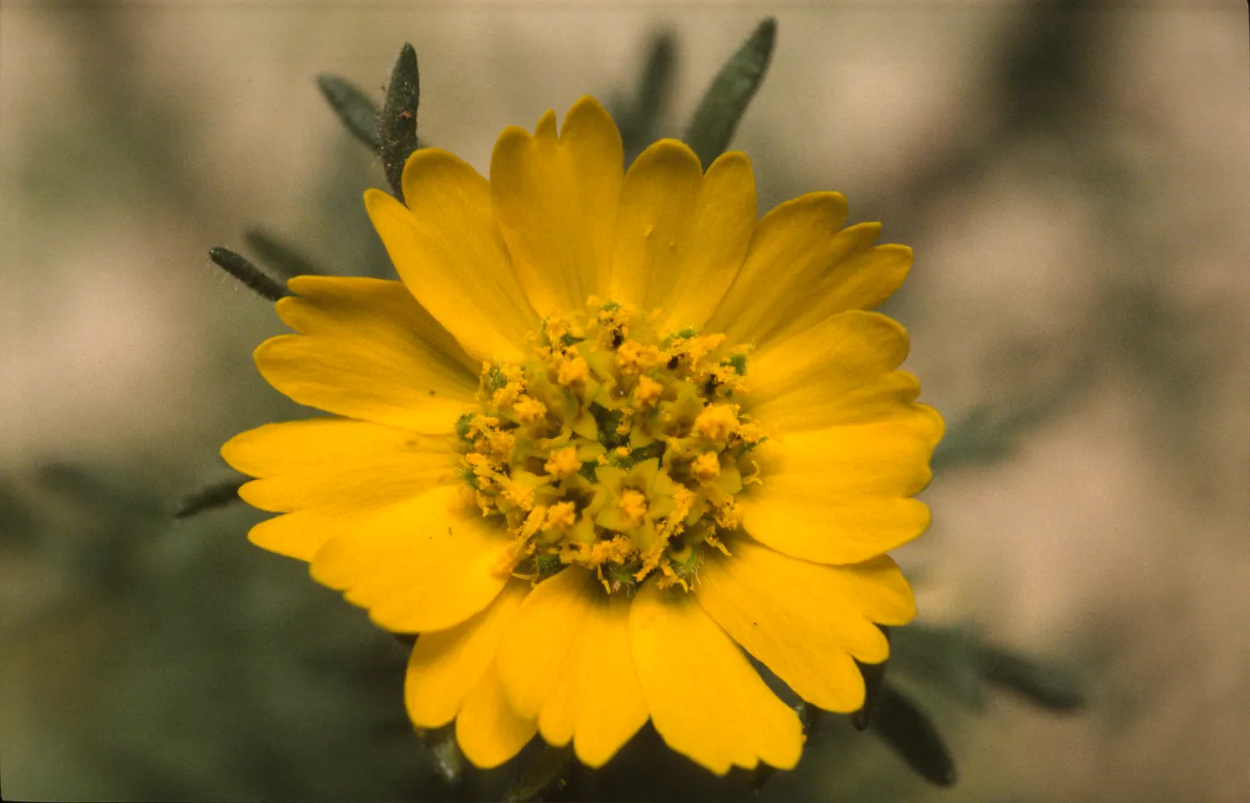 Deinandra increscens