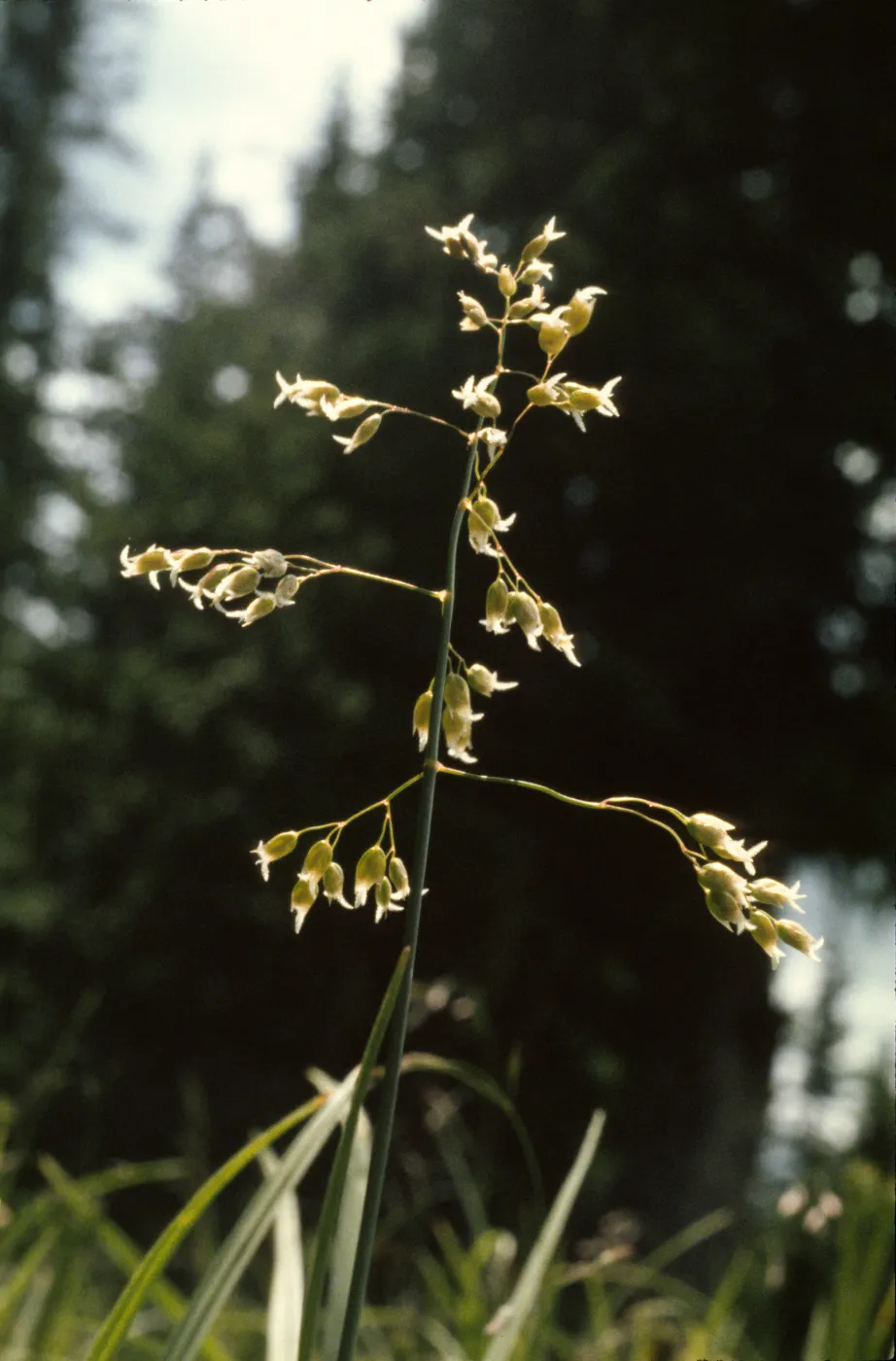 Hierochloe odorata