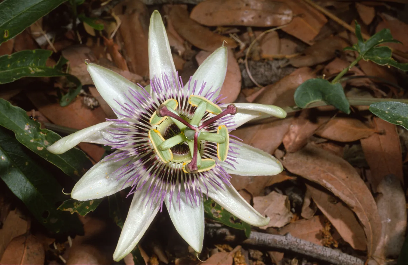 Passiflora