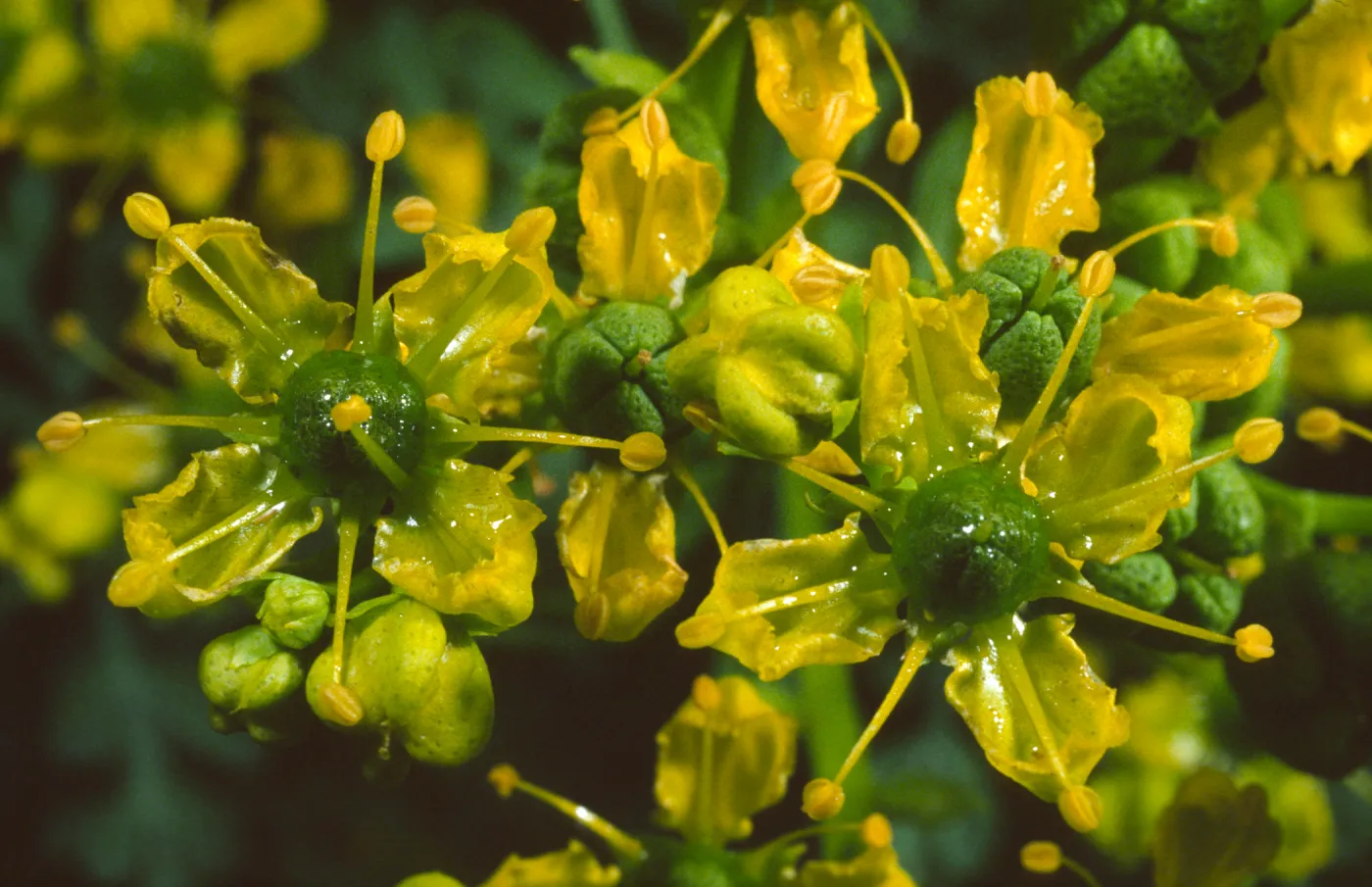 Ruta graveolens
