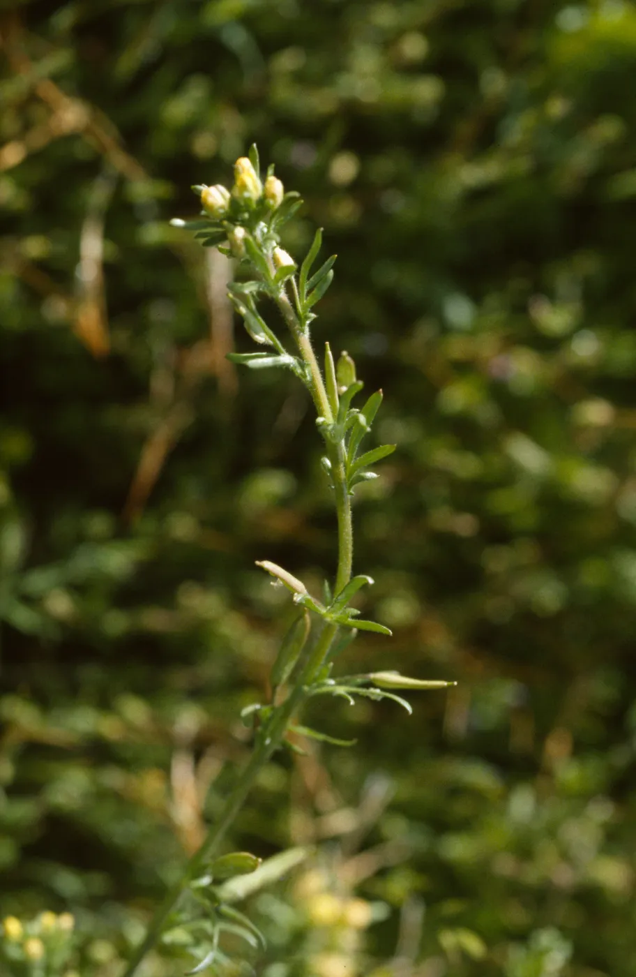 Tropidocarpum