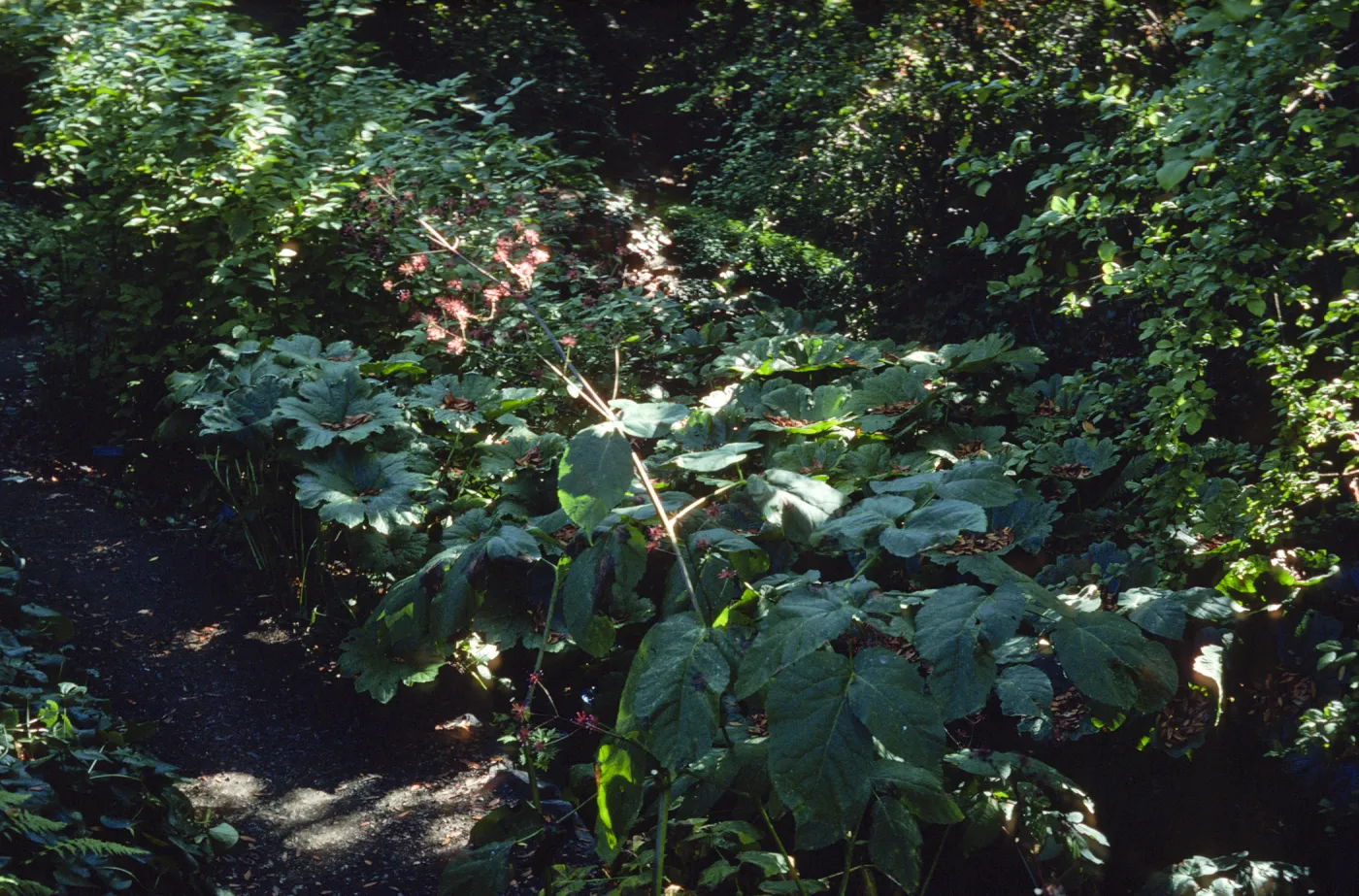 Aralia