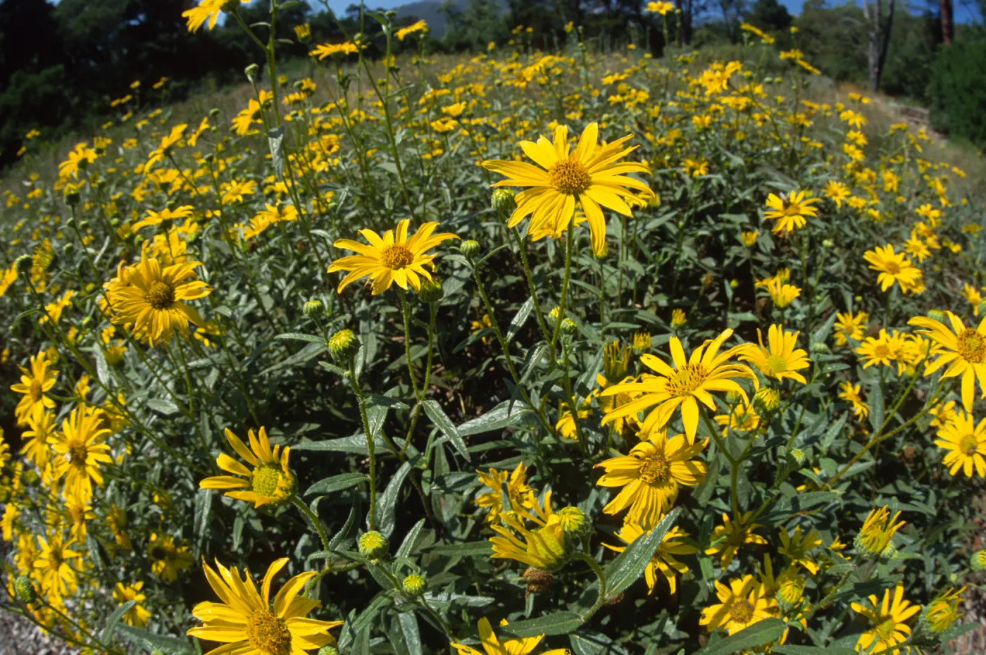 Helianthus flowers