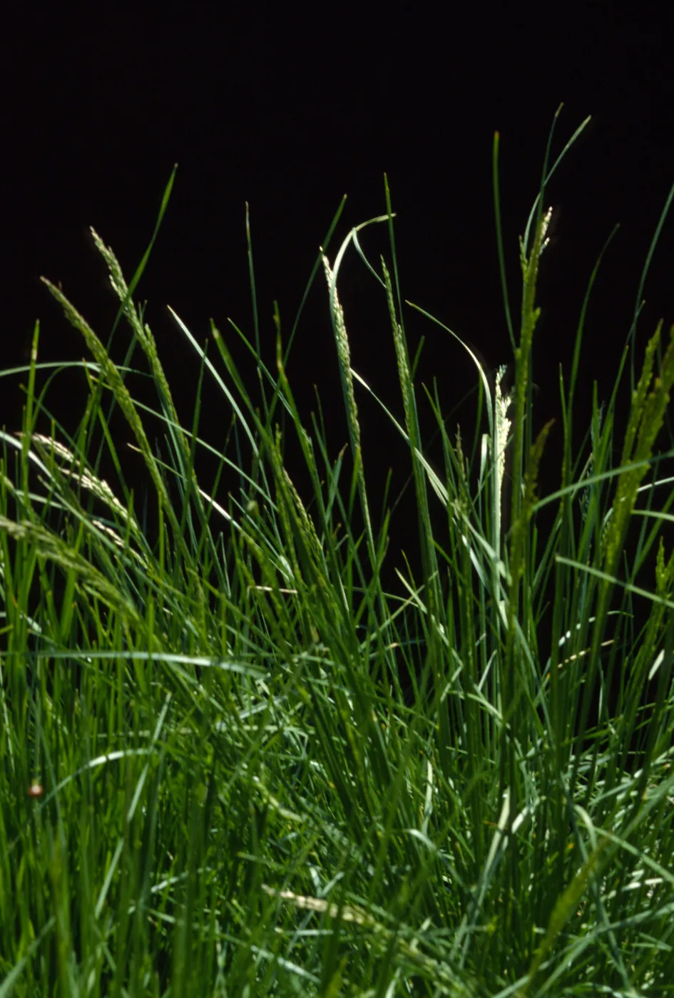 Agrostis exarata