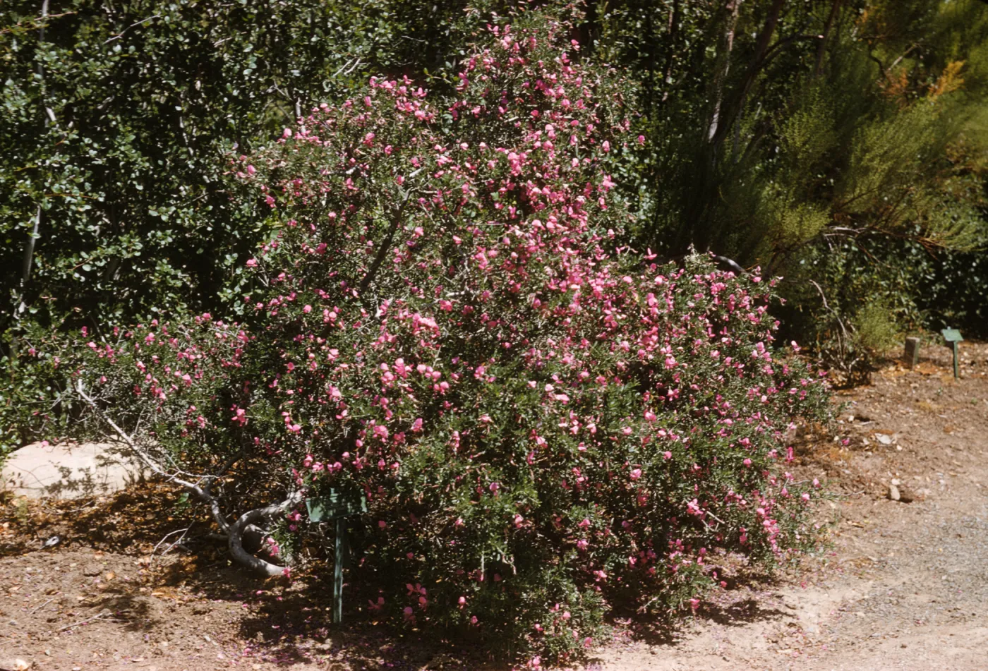 A bush laden with pink flowers grows on the side of a dirt path. 