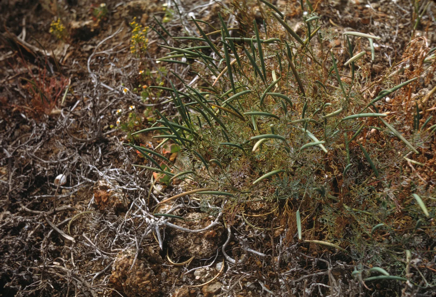 Eschscholzia in fruit, Santa Barbara Island