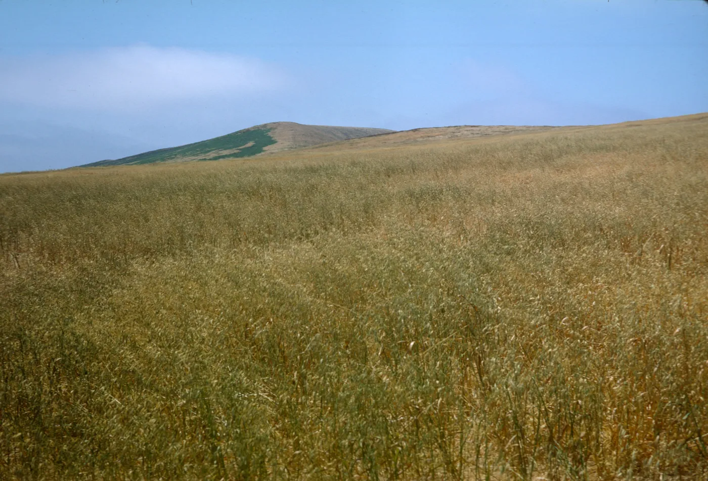field of Avena fatua, Santa Barbara Island, East Terrace