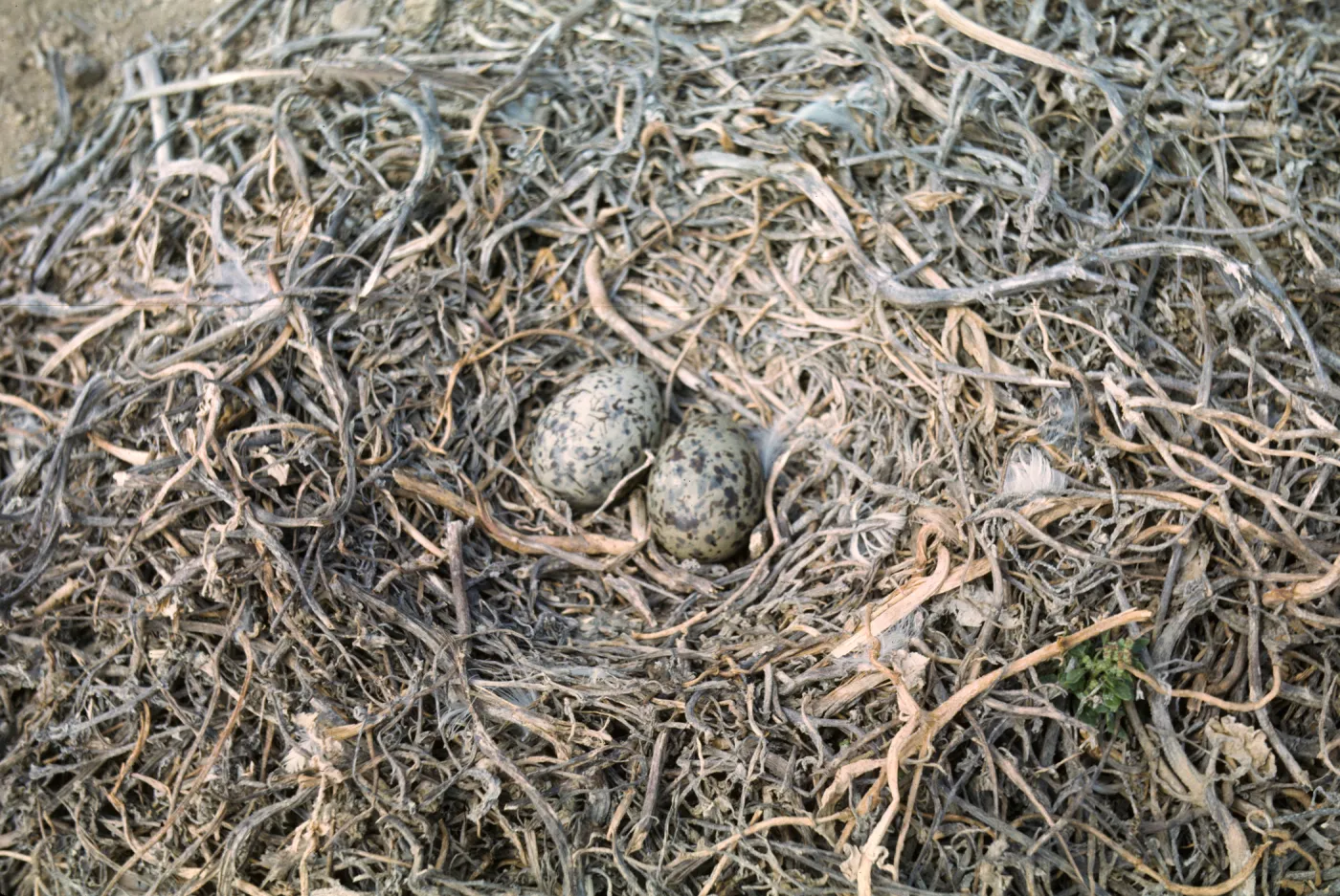 gull eggs in nest, west side of Santa Barbara Island