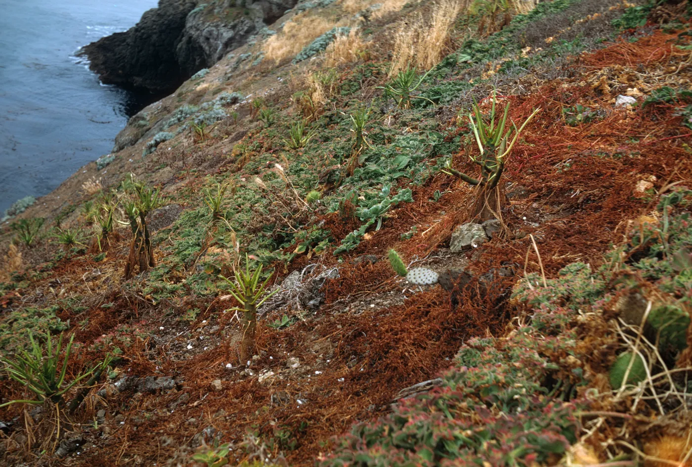 Santa Barbara Island