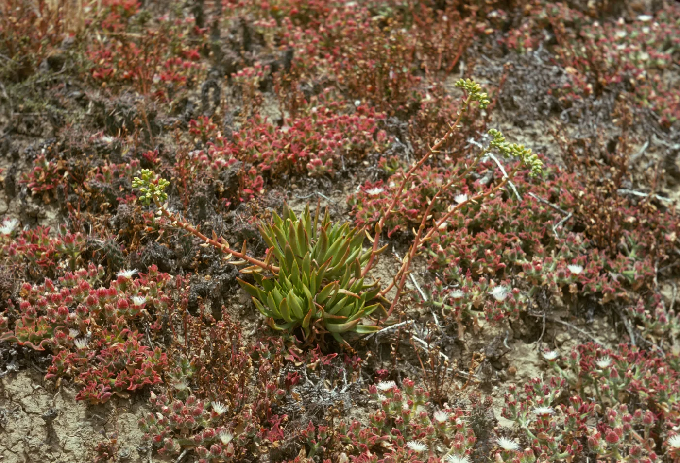 Santa Barbara Island, Cove
