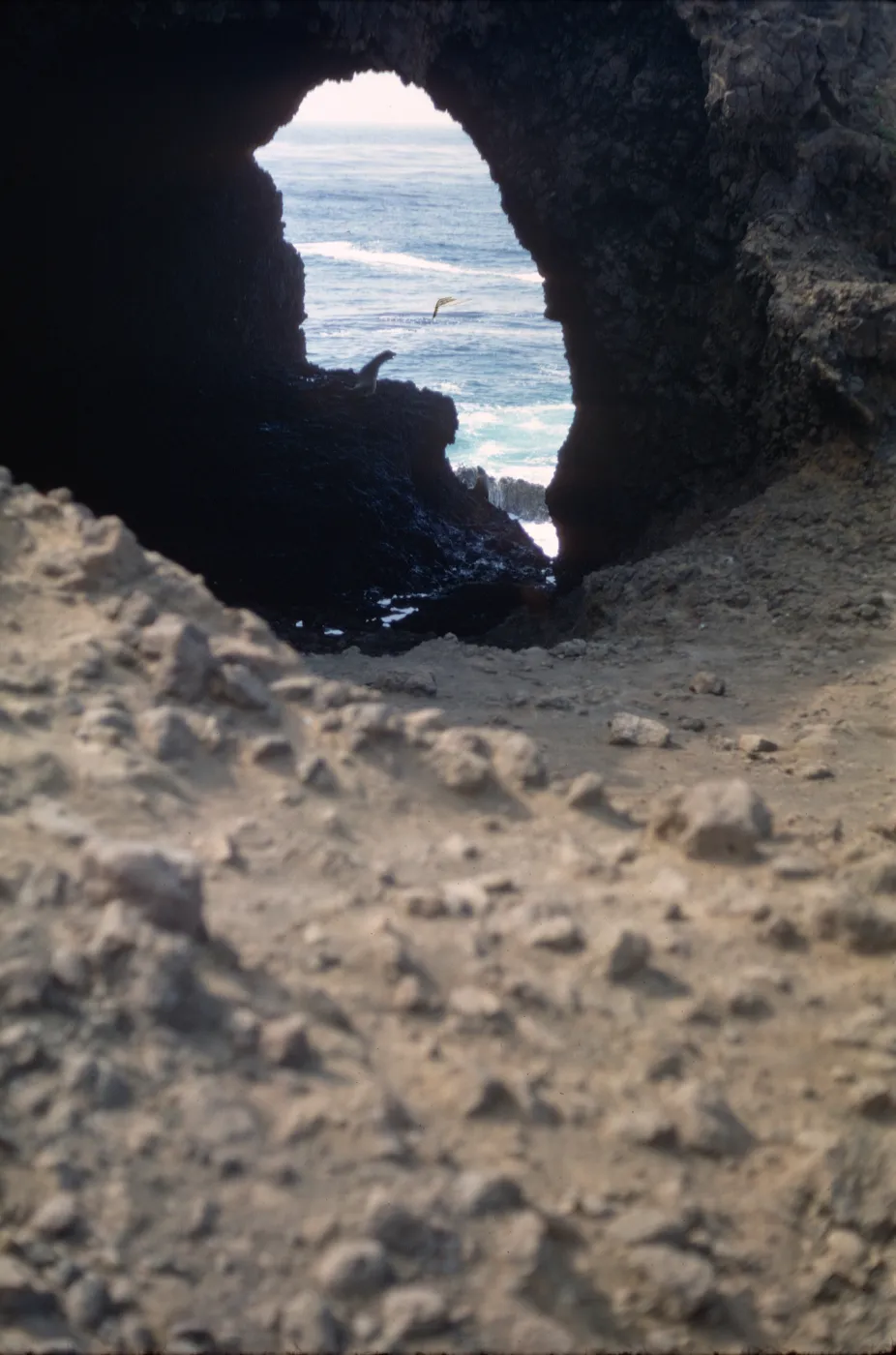 Santa Barbara Island, Webster Point