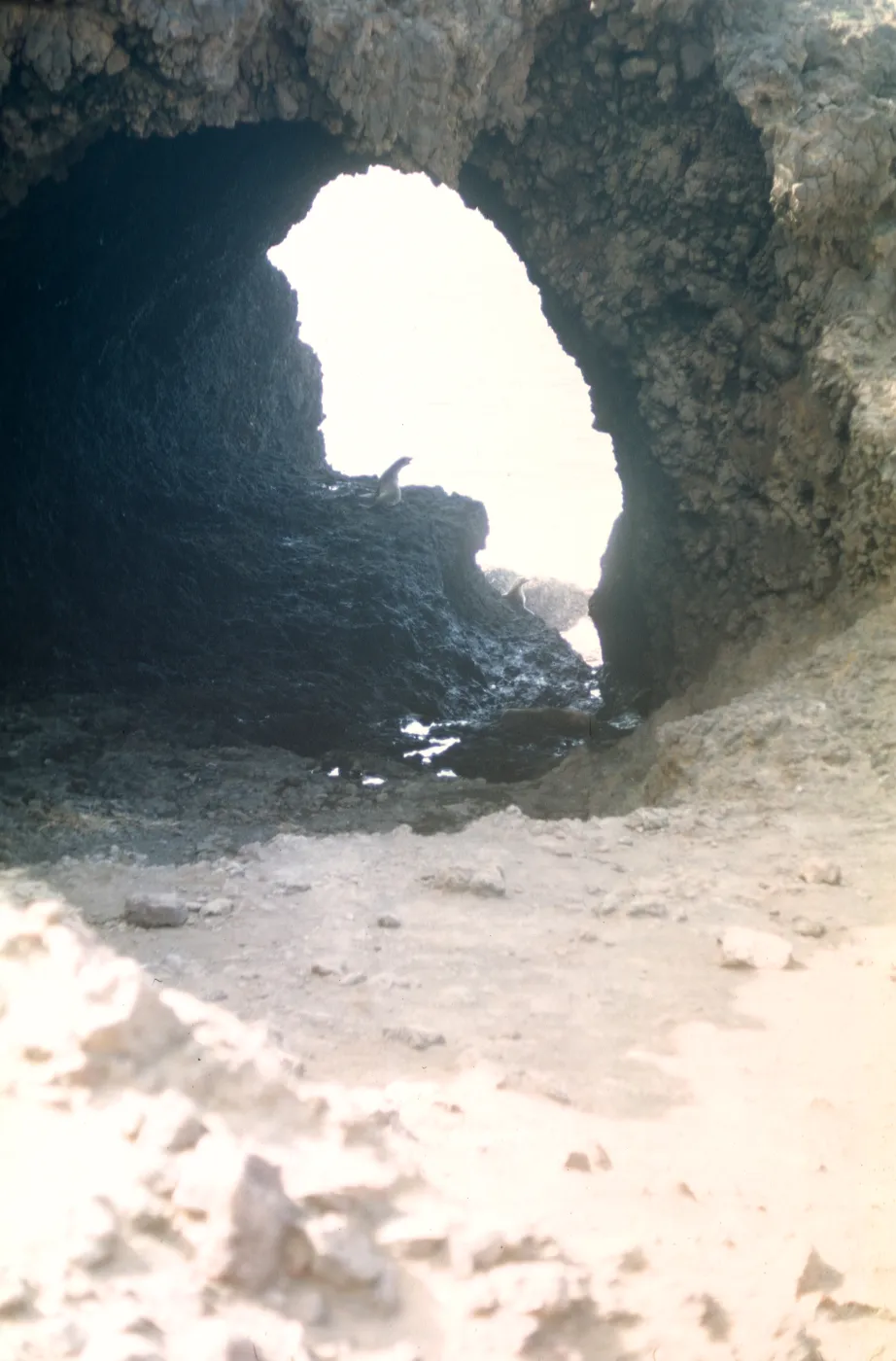 Santa Barbara Island, Webster Point