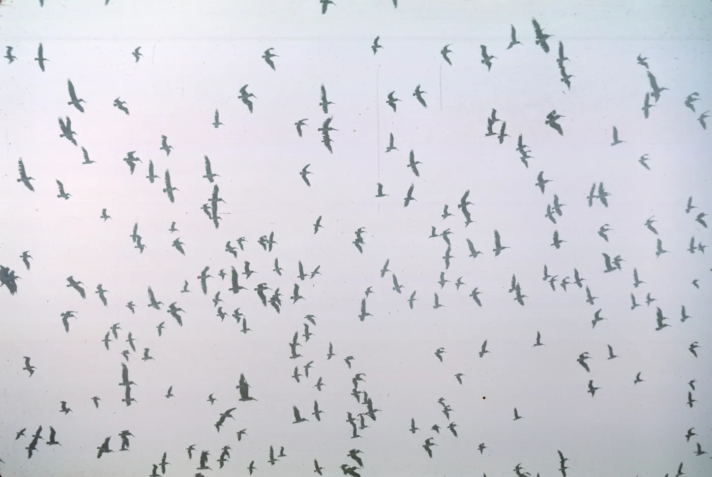 giant squadron of Pelicans flying over West Point, Santa Cruz Island